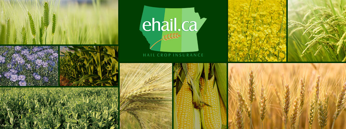 Ehail.ca - Hail Crop Insurance